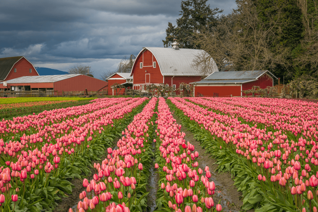 Adding Tulips to Your Farm