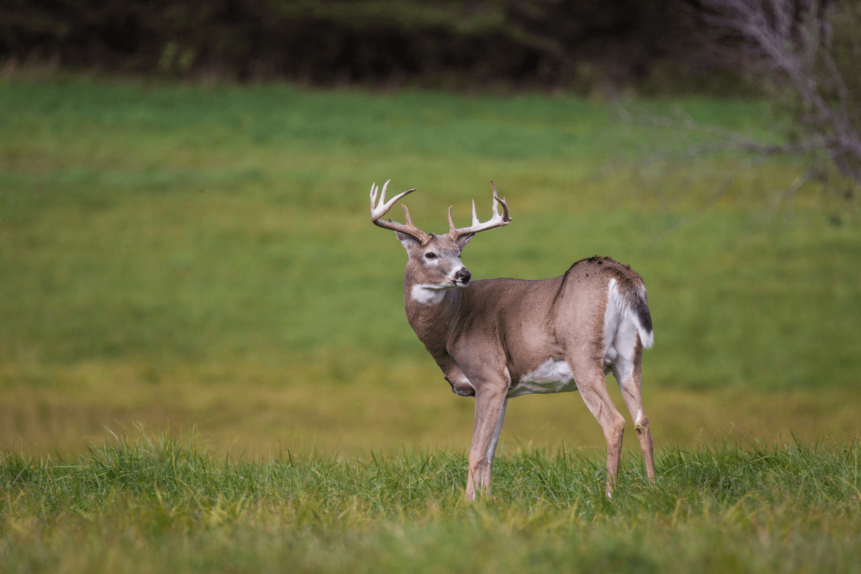 Are Deer Farms Profitable?  | United Country Real Estate