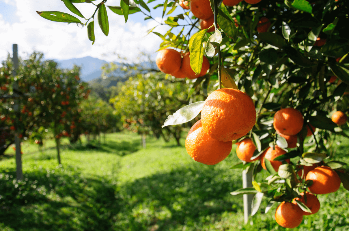 Citrus Tree Farming for Beginners