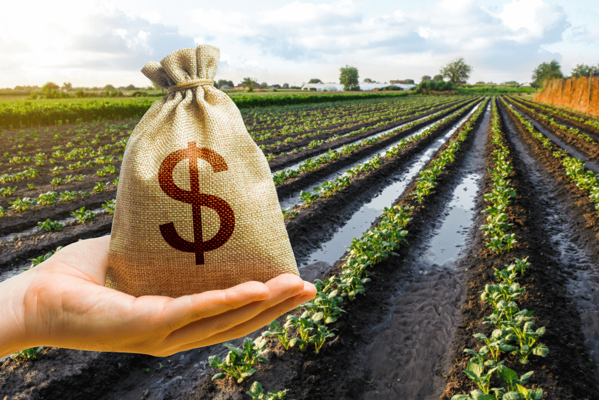 How To Buy A Farm: A Beginner's Guide