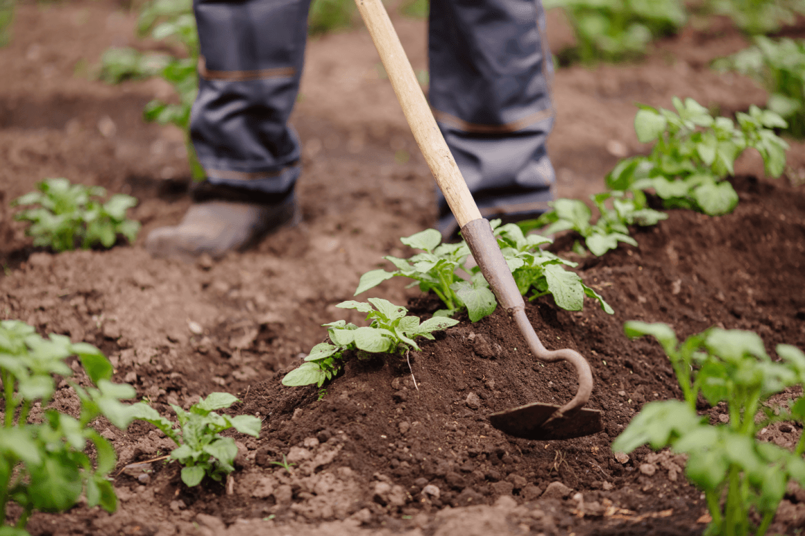 6 Ways to Choose Plants to Grow On Your Farm
